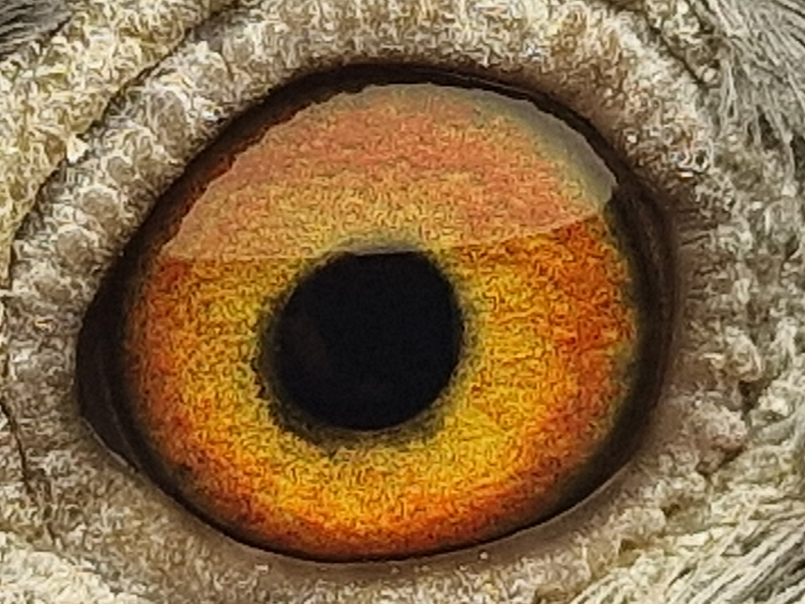Pigeon eye